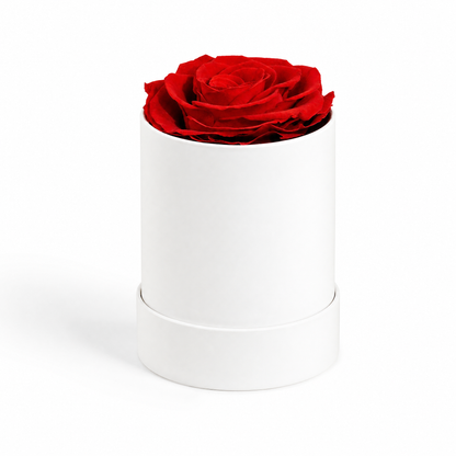 Single red preserved rose cylinder gift box on white background