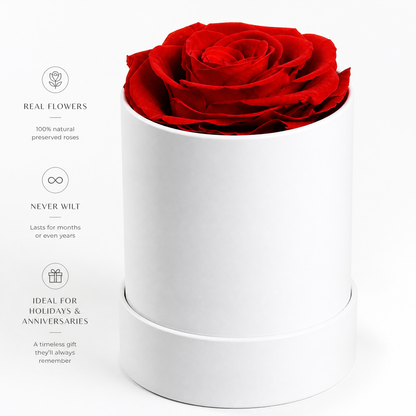 Single red preserved rose in white cylinder gift box with benefits