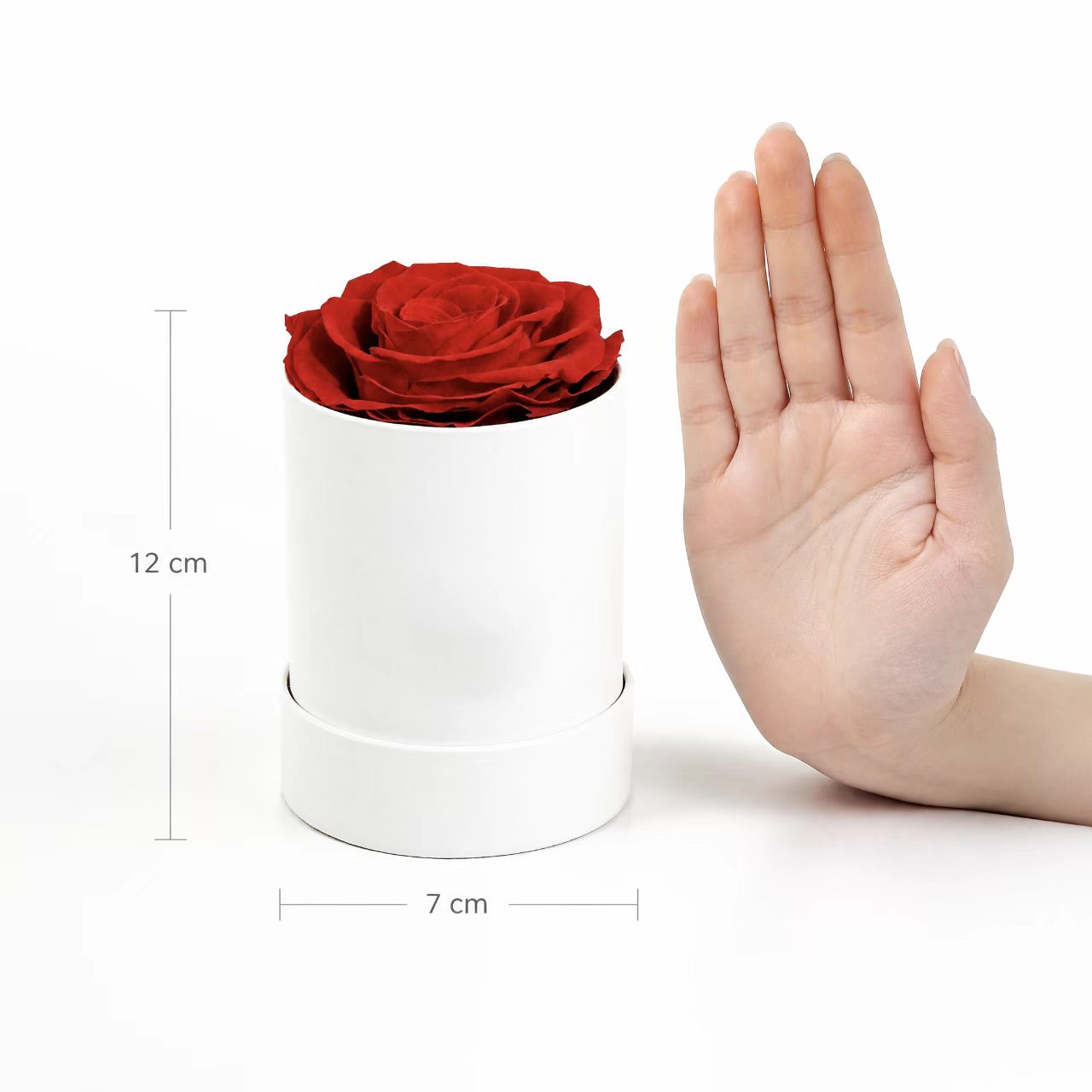 Single Red Preserved Rose Cylinder Gift Box