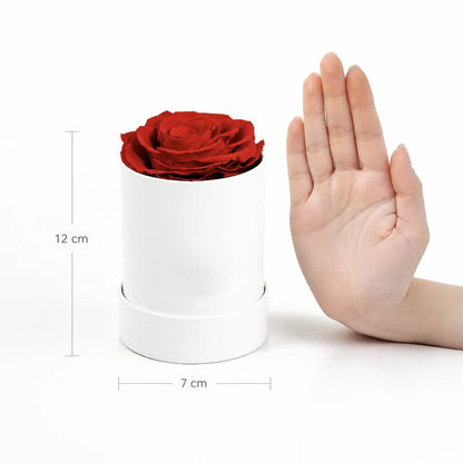 Single Red Preserved Rose Cylinder Gift Box